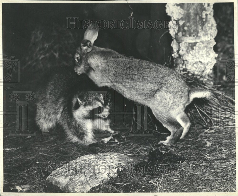 1966 Rabbit And Raccoon Fight - Historic Images