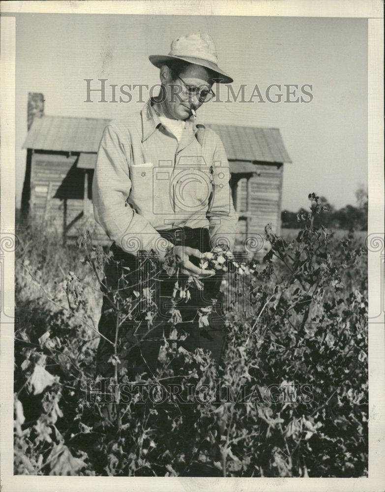 1949 Cotton Farmer/Boll Weevils/Georgia - Historic Images