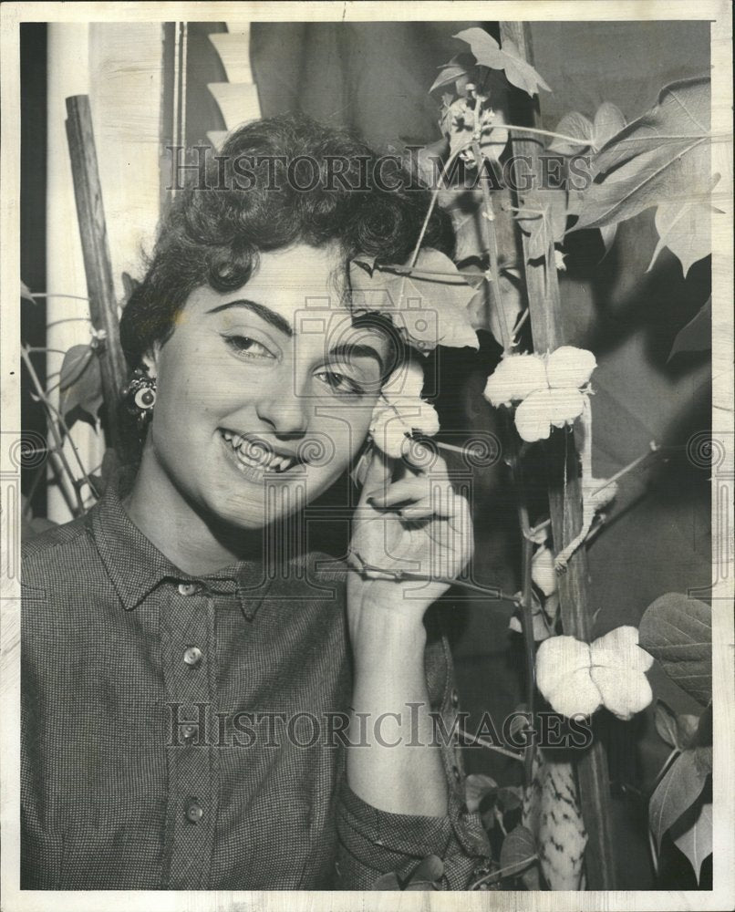 1957 Lovely Young Woman Poses With Cotton - Historic Images