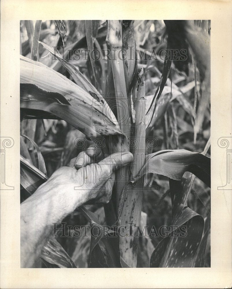 1970 Farmer Holds Fungus Blighted Corn - Historic Images