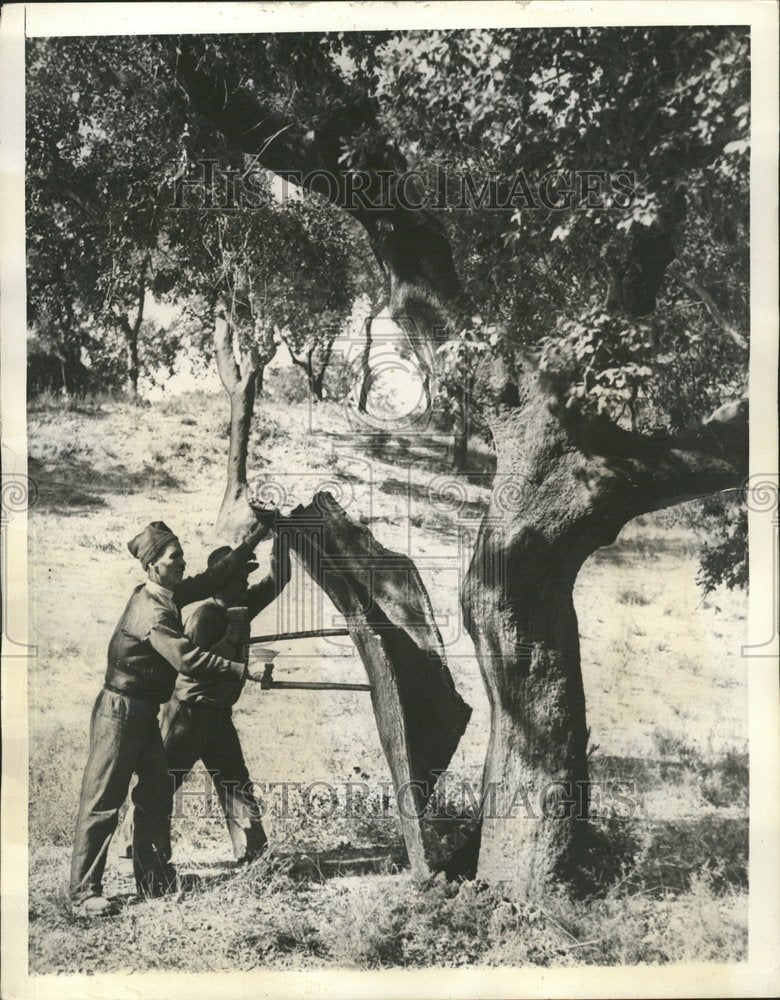 1936 Bark Layer Stem Root Woody Plant Vines - Historic Images