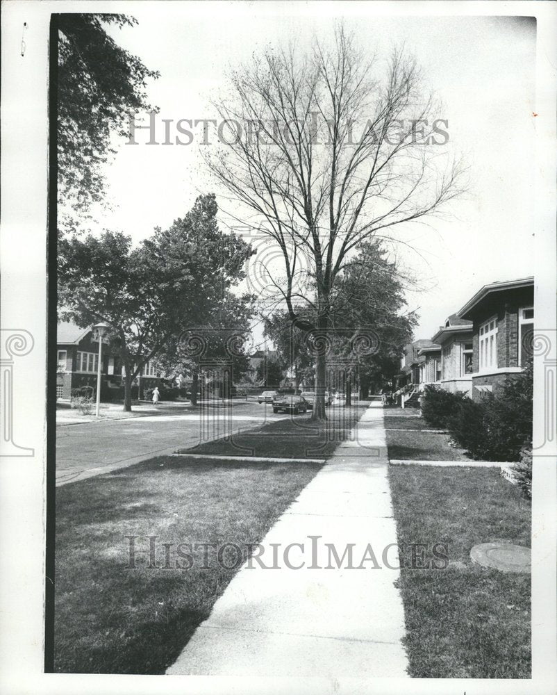 1985 Dead Elms Elmwood St Berwyn Illinois - Historic Images