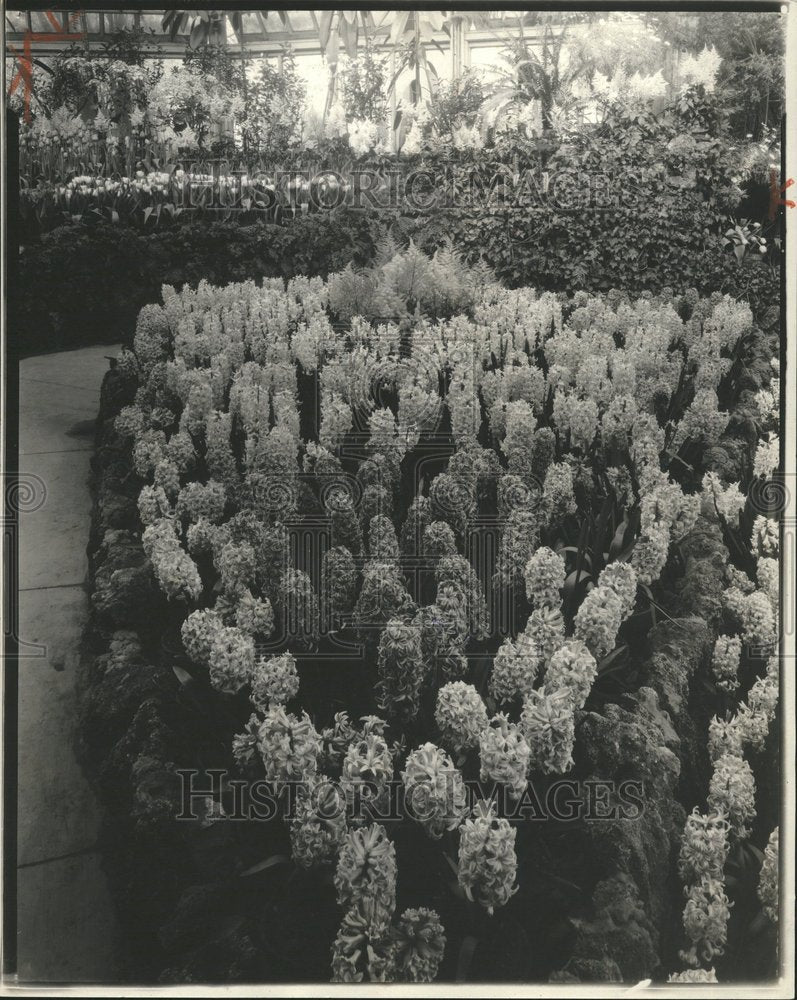 1927 Hyacinth Plant Flower Belle Isle Park - Historic Images