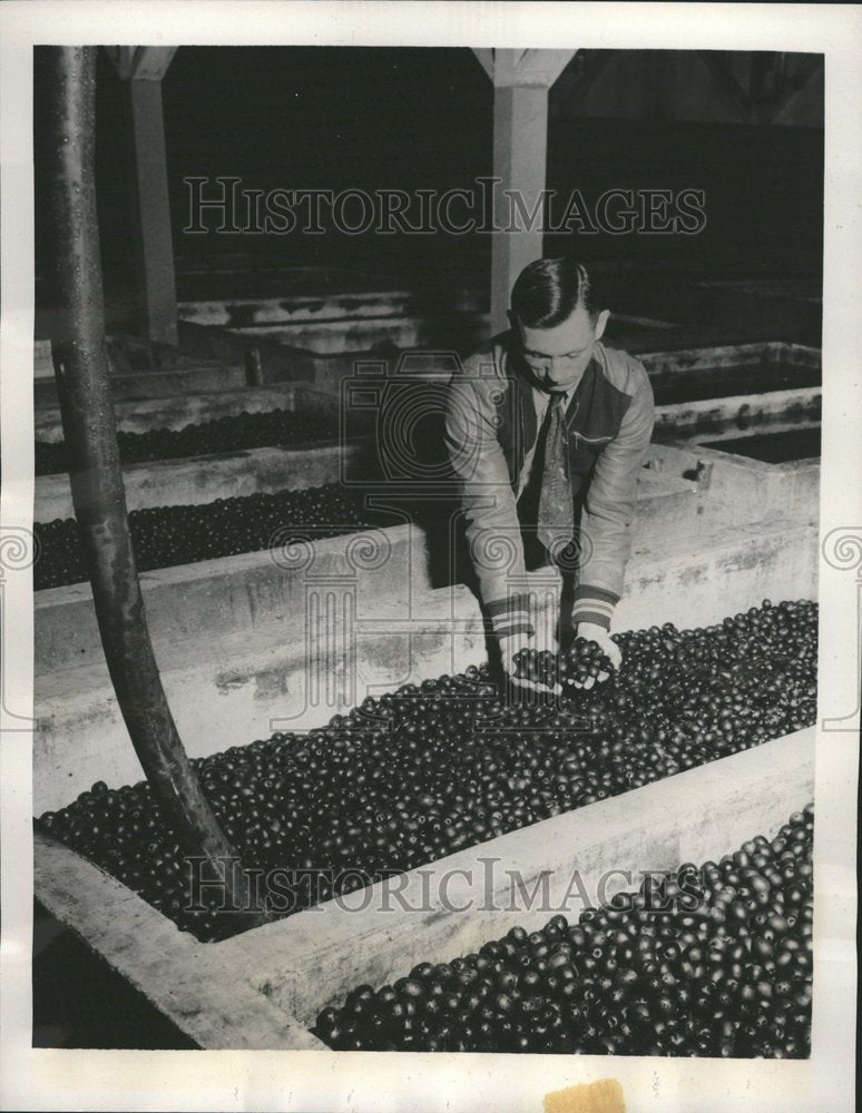 1941 Olives Curing Cocktail Glasses - Historic Images