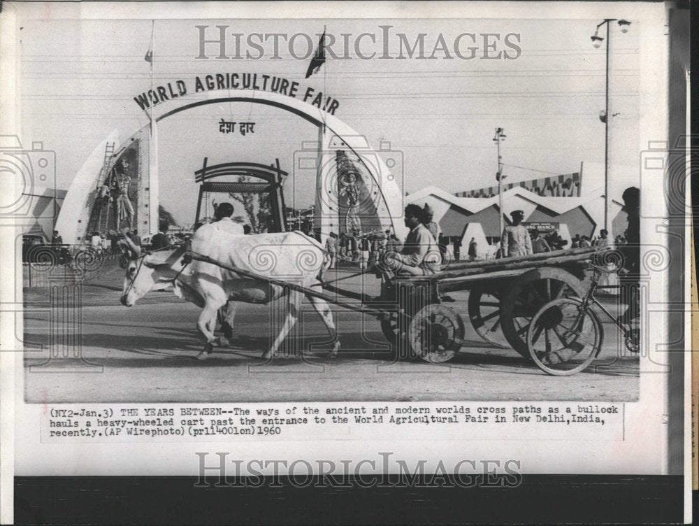 1960 Bull Hauling Cart at World Fair India - Historic Images