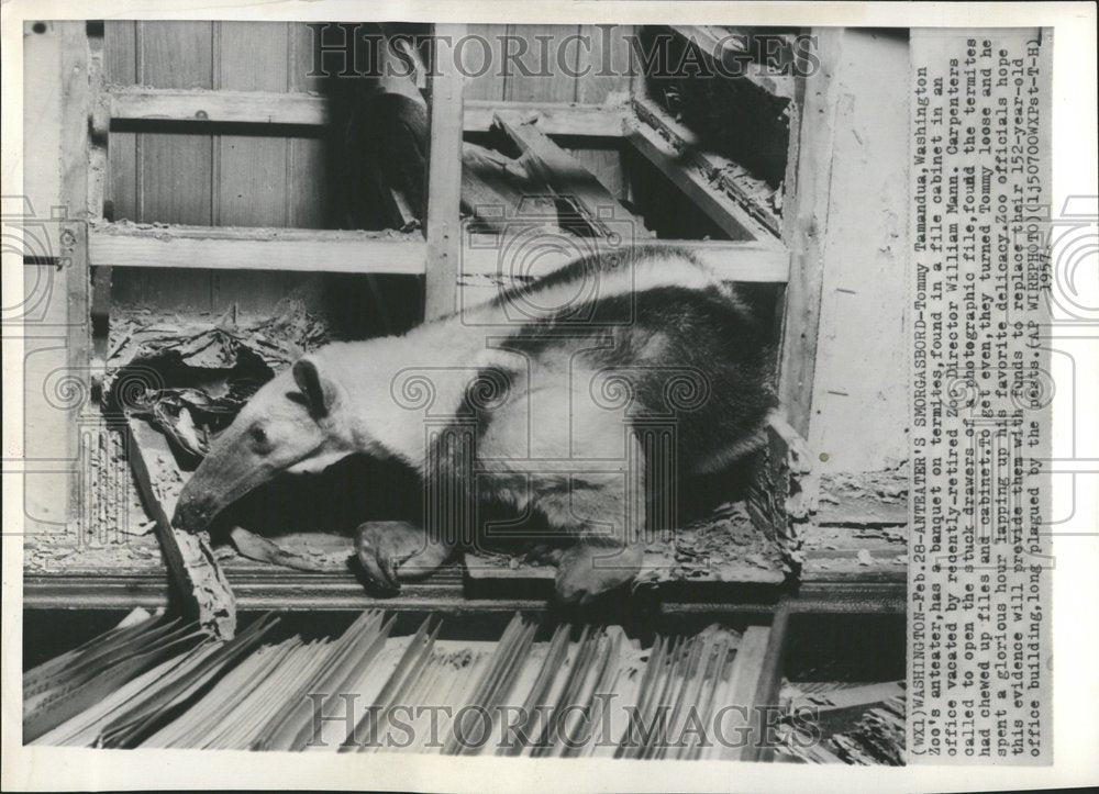 1957 Anteaters William Mann Washington - Historic Images