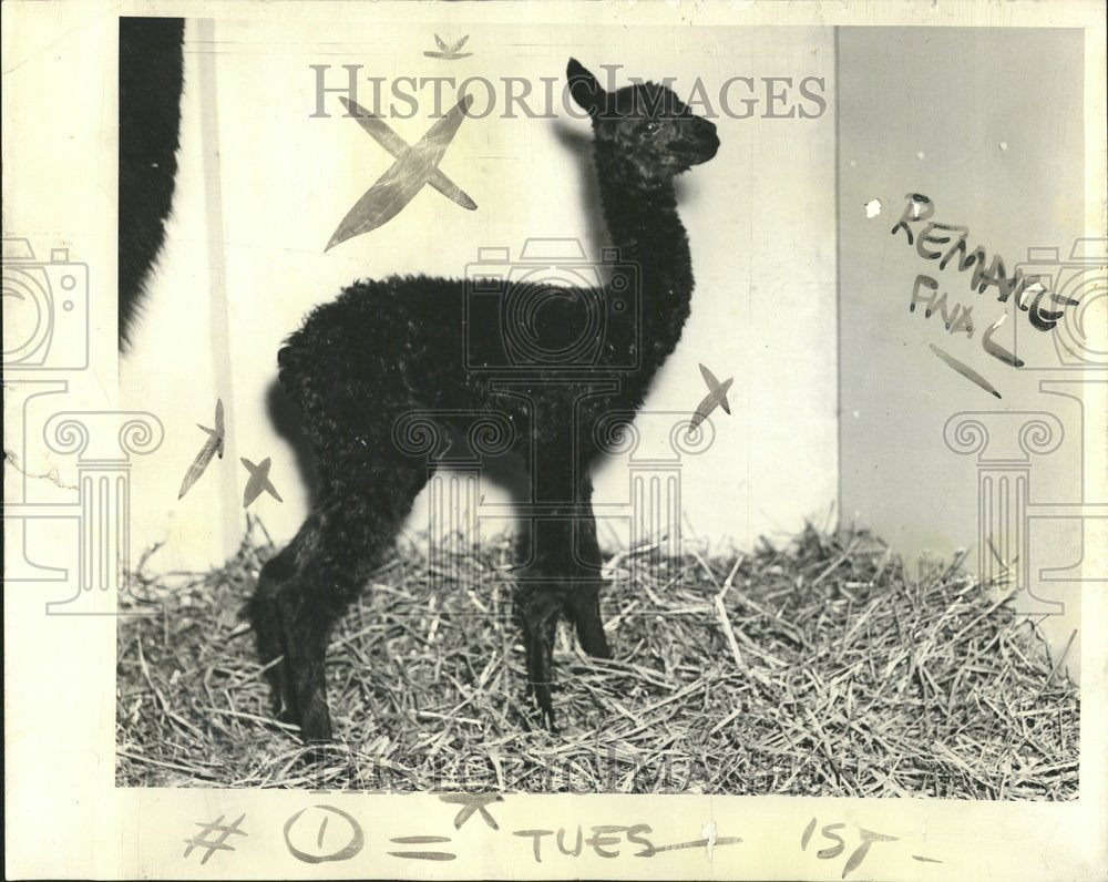 1938 Zoo Alpaca domesticated species - Historic Images