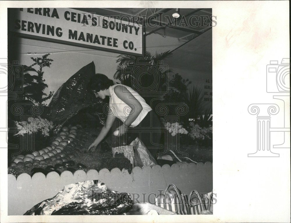 1968 Woman Prepares Florida Fair Exhibit - Historic Images