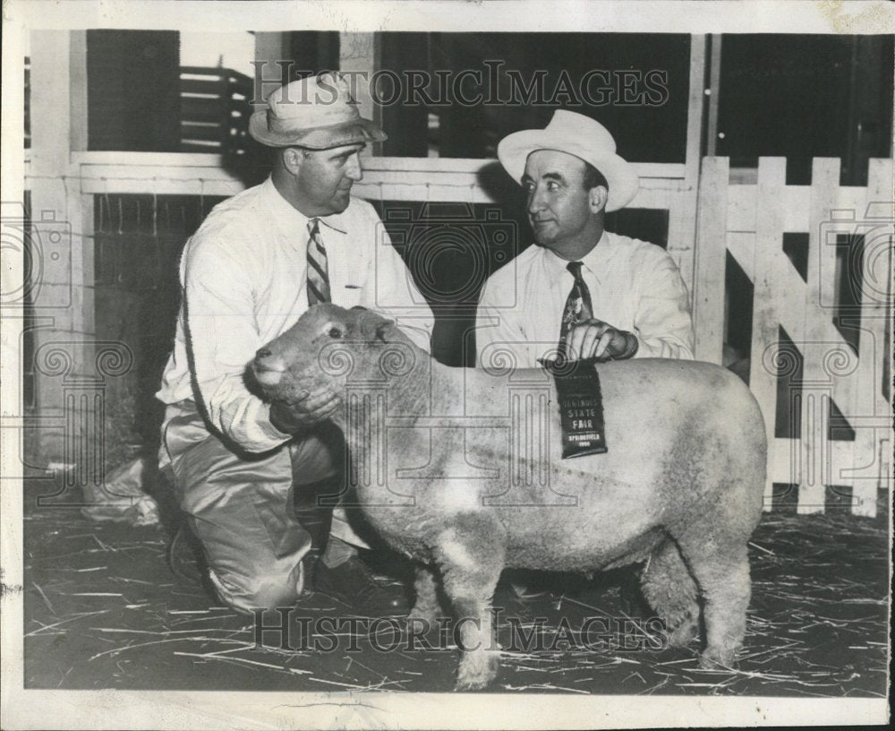 1950 Illionois State Fair Southdown Ram - Historic Images