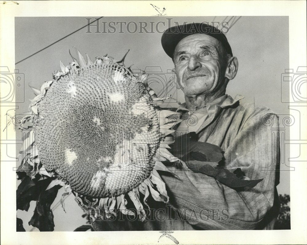 1963 Old Man With Giant Sunflower at Fair - Historic Images