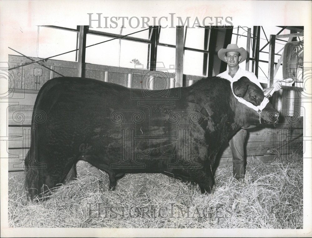 1963 Champion Black Angus Bull Sarasota - Historic Images