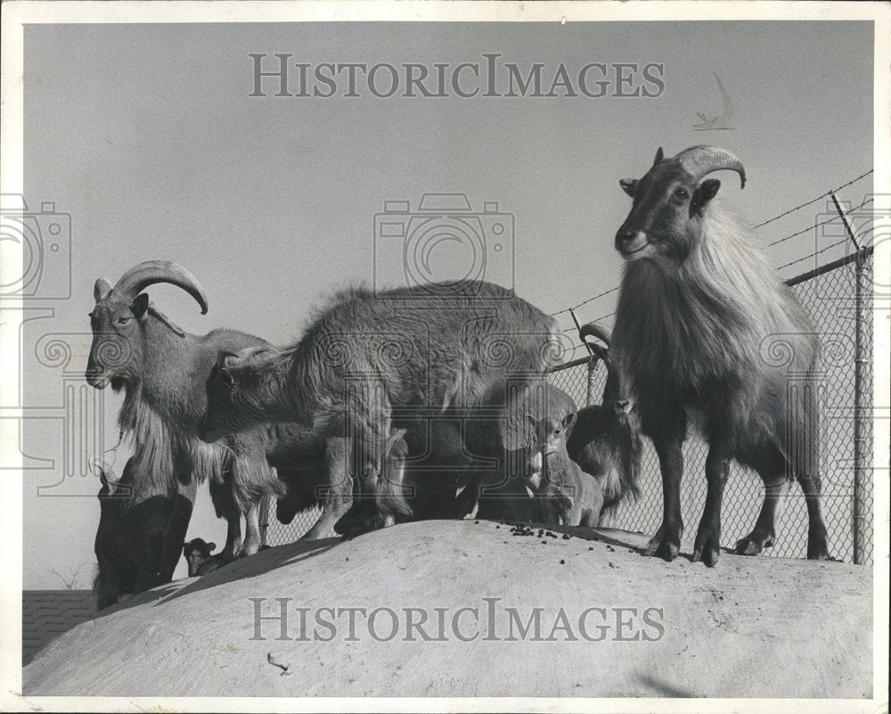 1955 Auodad lamb .Fierce - Historic Images