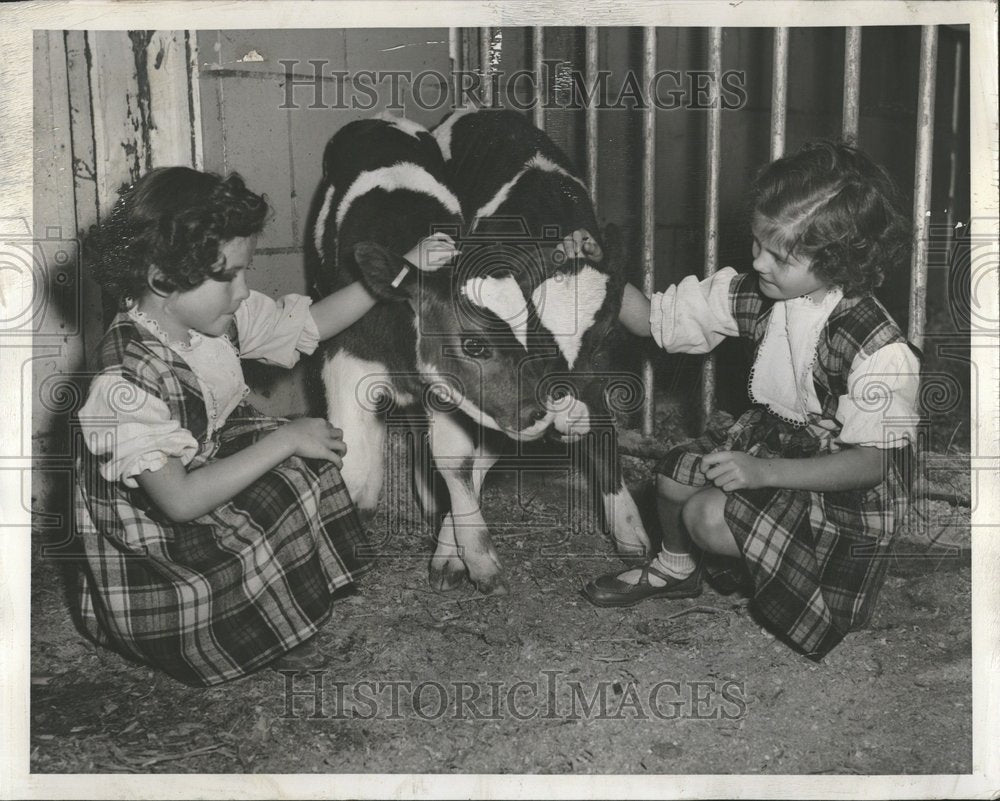 1951 Twins Elana &amp; Napua Cawley Hug Calves - Historic Images