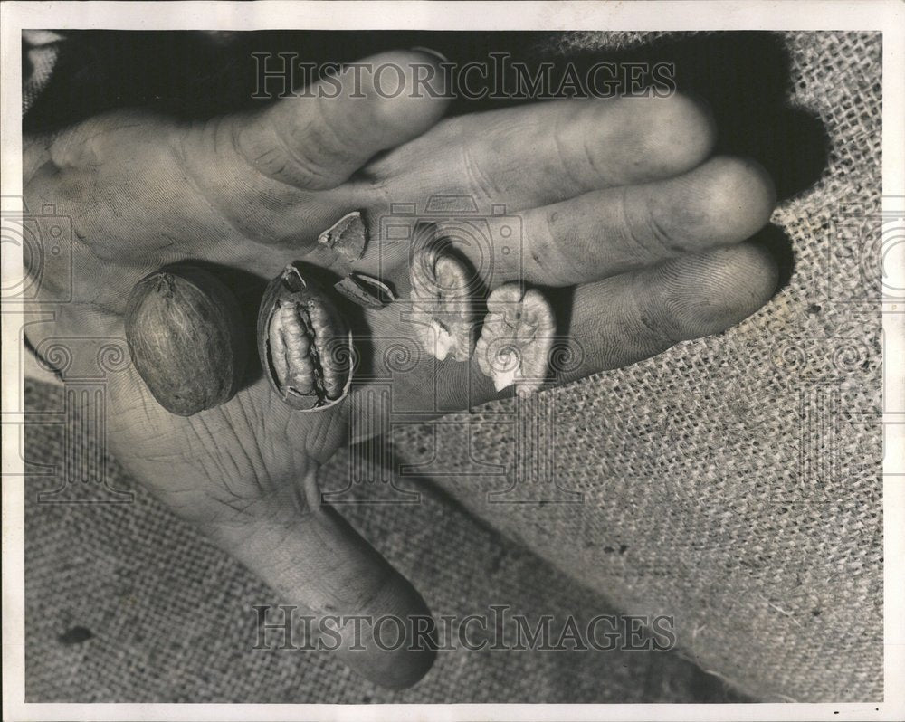 1961 Jasper Sanfilippo Shows Shelled Pecan - Historic Images