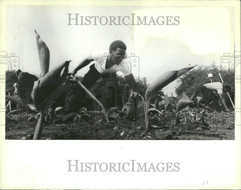 1983 Summer Jobs Charles Robert Cultivates - Historic Images