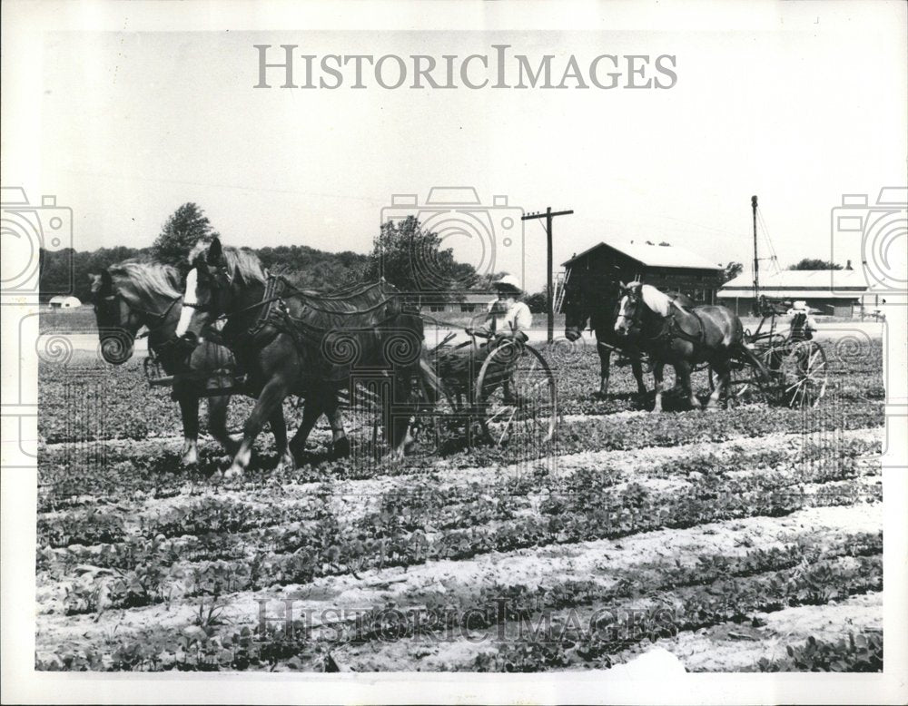 1964 Amish Farmer Peter Hitly Soybean Crop - Historic Images