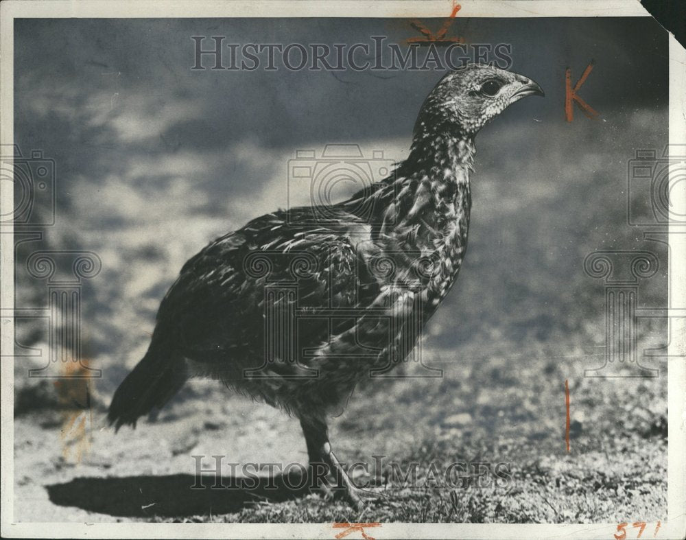 1993 Ruffed Grouse Kellogg Bird Sanctuary - Historic Images