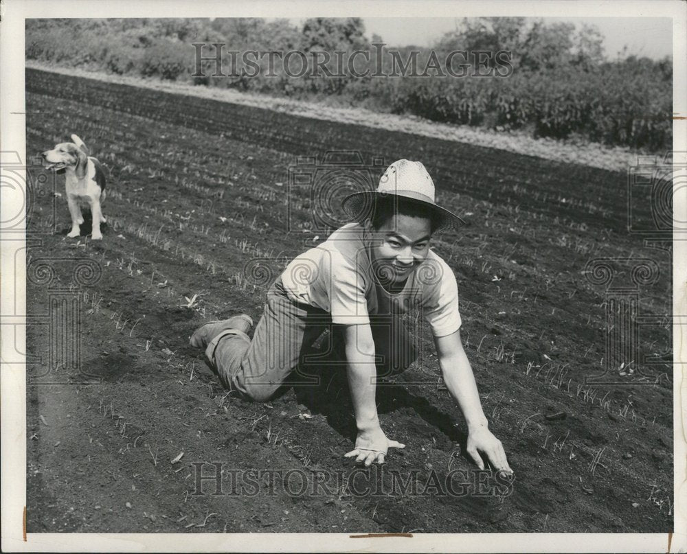 1950  Harold Mikasa weeds onions - Historic Images