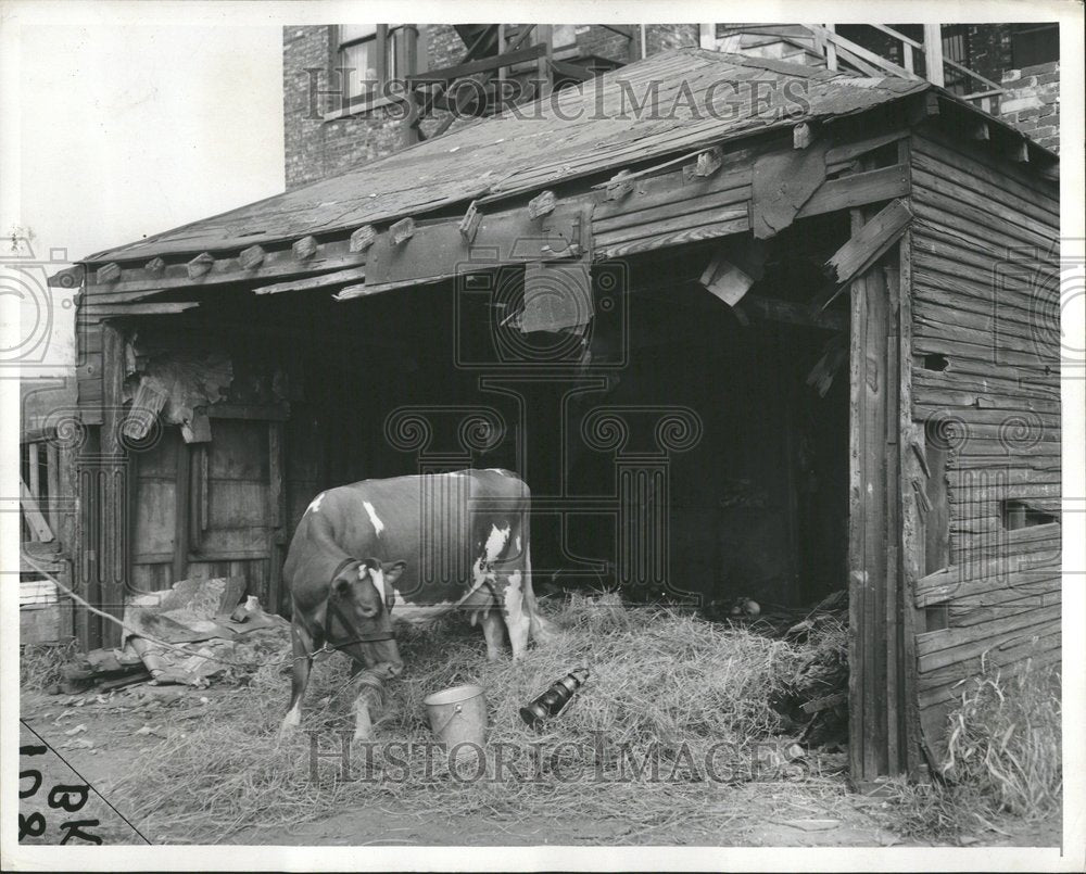 1957 Annette Cows Lantern Afire Junior Hard - Historic Images