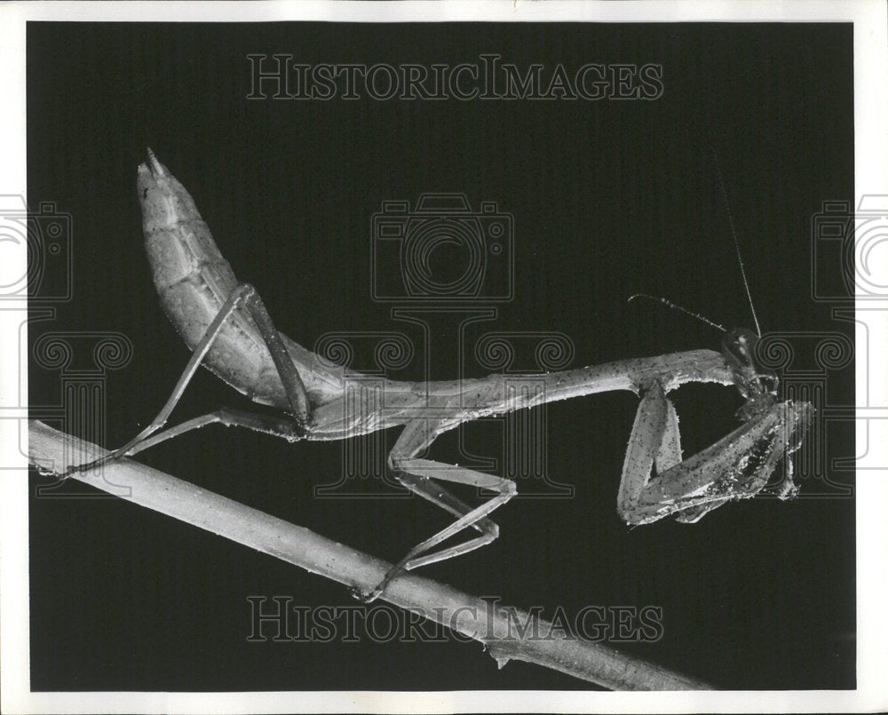 1966 Nature Photography Mrs Catherine H Sel - Historic Images