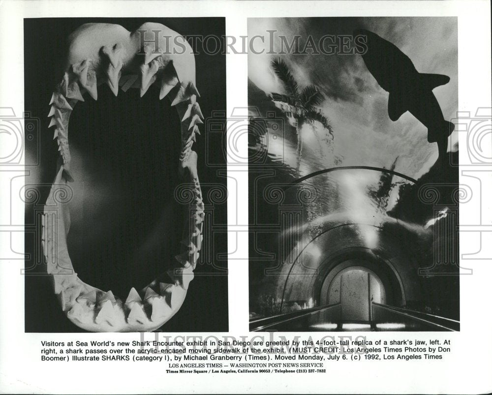 1993 Shark Encounter Sea World San Francisc - Historic Images