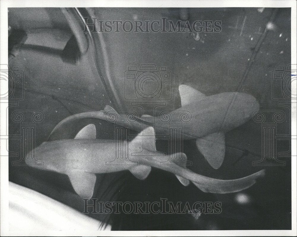 1972 Baby Sharks Used for Lab Research - Historic Images