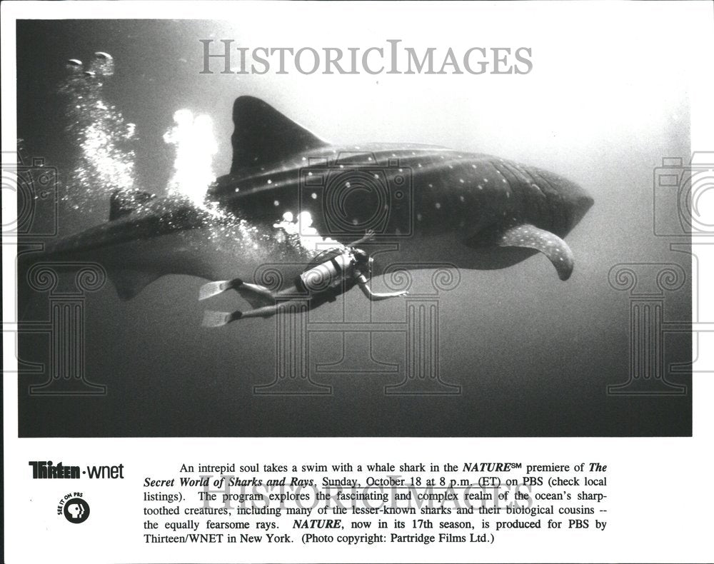 2001 the secret world of sharks and rays. - Historic Images