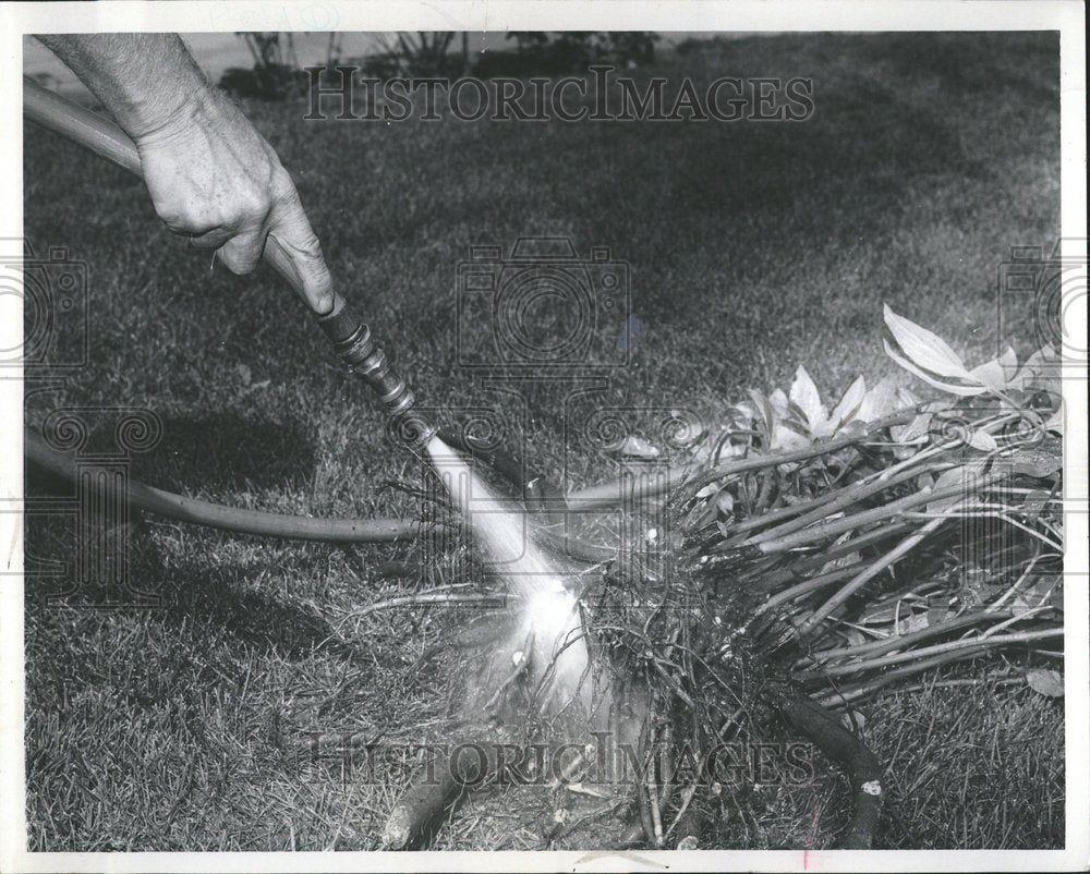 1968 Peony Roots Sun Gardens Detroit - Historic Images