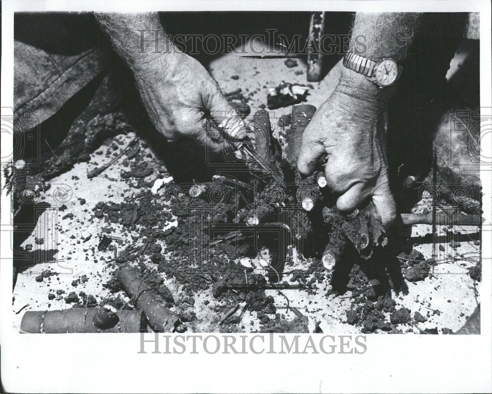 1978 Hands Cutting Roots Off Peony Bushes - Historic Images