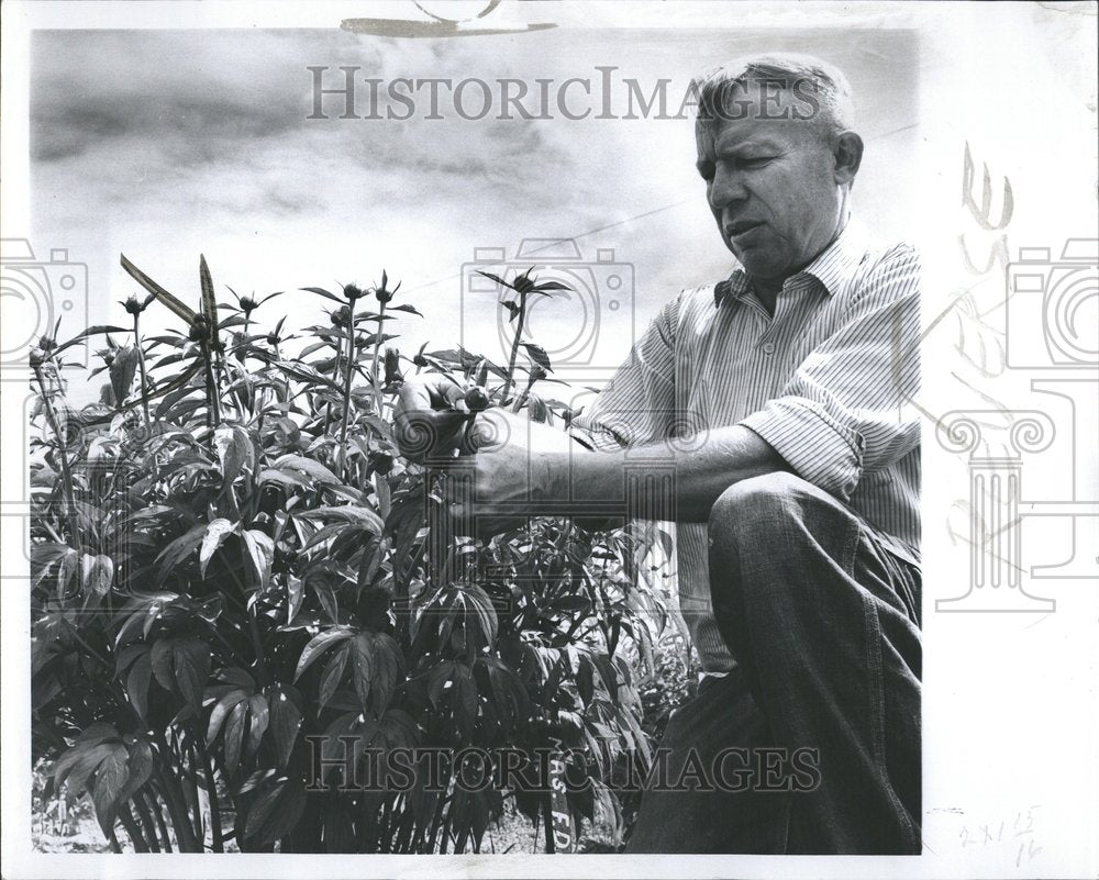 1967 Peony Sun Gardens Flowers Detroit - Historic Images