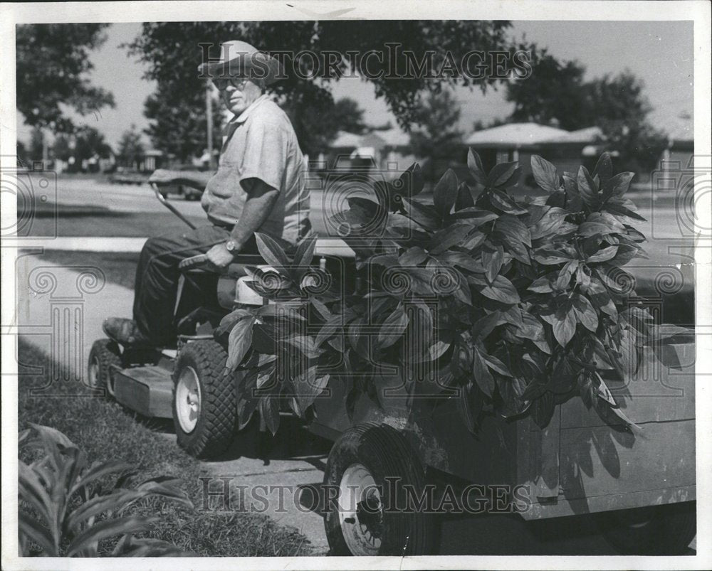 1968 Peonies flowering plant family Paeonia - Historic Images