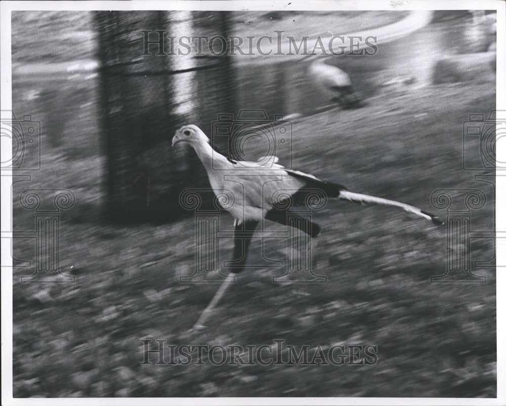 1966 Secretary Bird Running Fast At Zoo - Historic Images