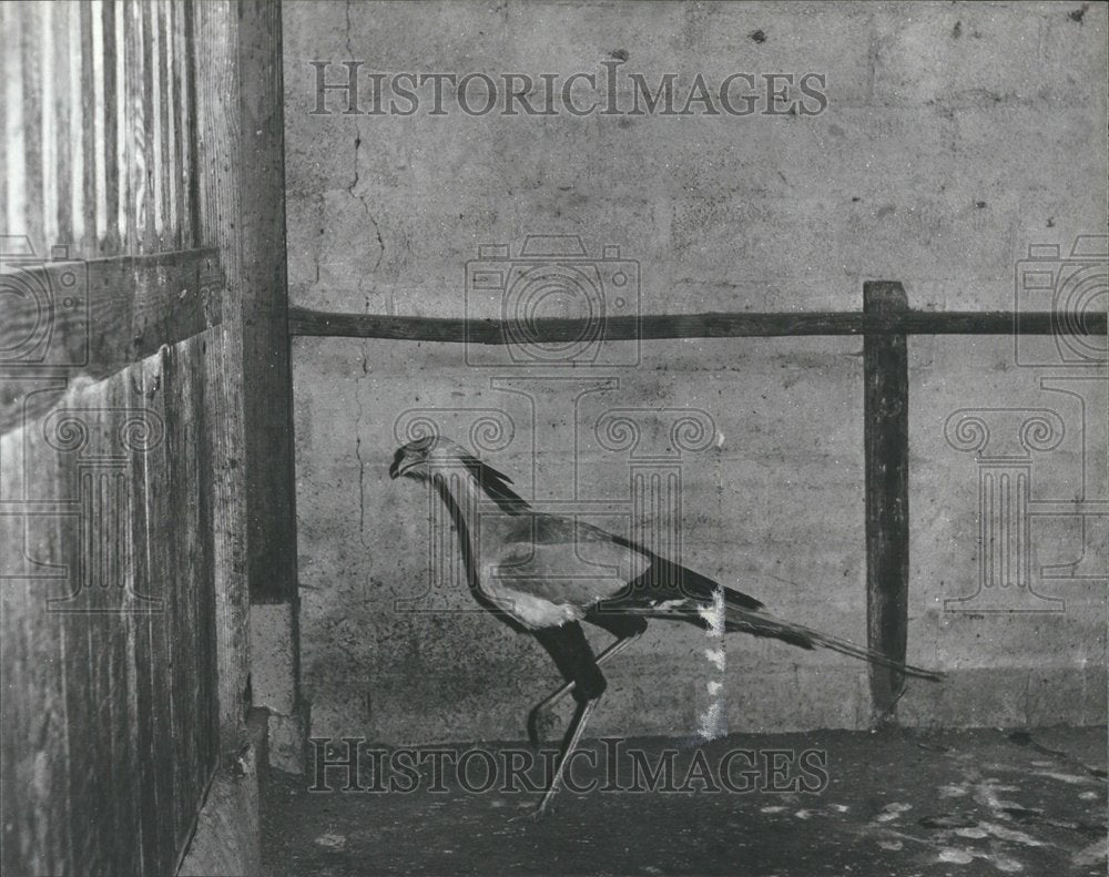 1989 Exotic Secretary Bird In Cage At Zoo - Historic Images