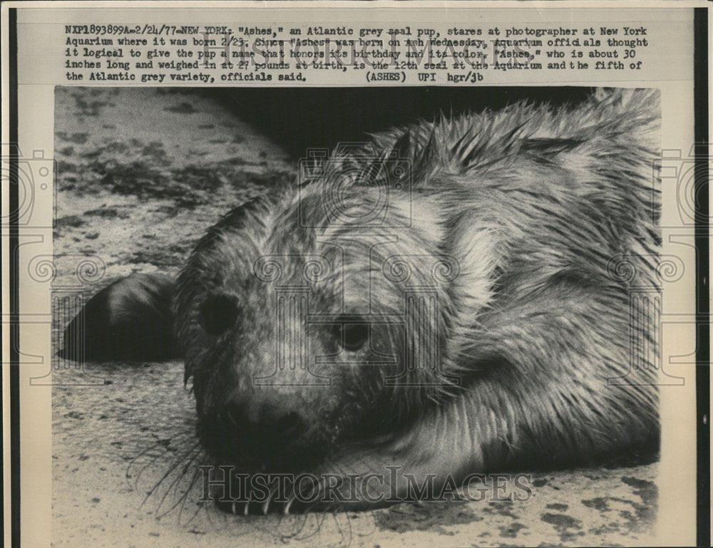 1977 Atlantic grey seal New York Aquarium - Historic Images