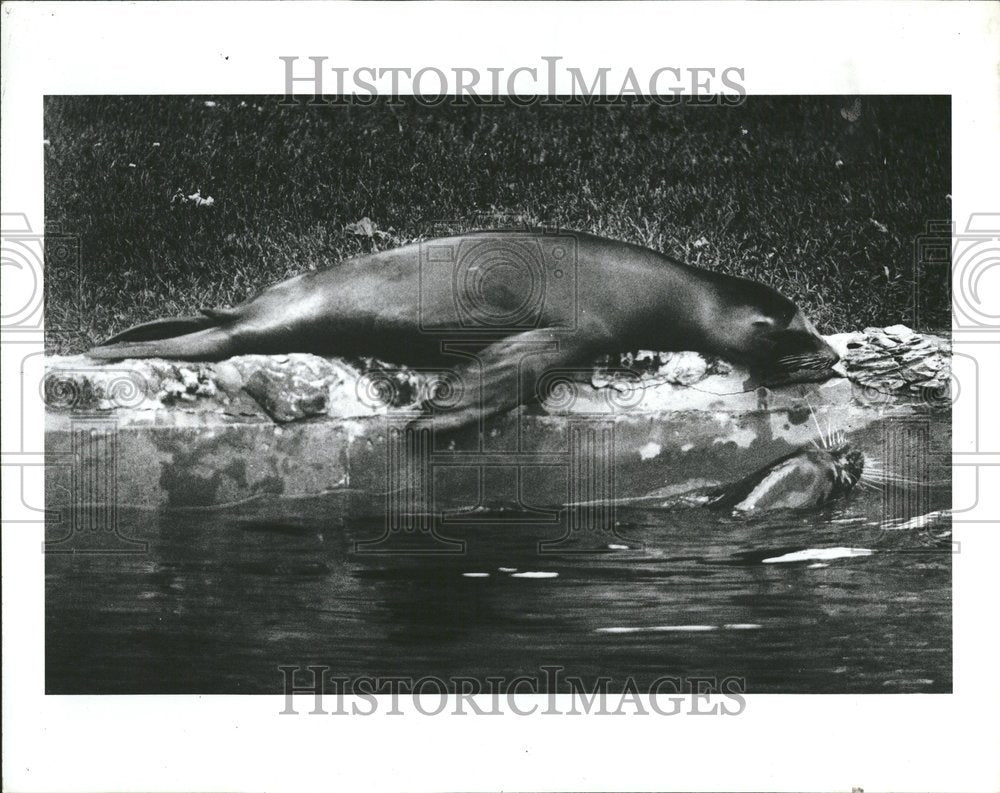 1982 Seals - Historic Images
