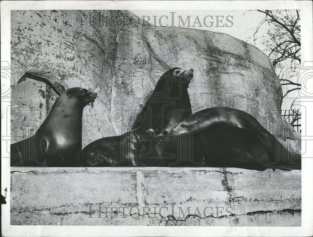 1954 Sea Lions - Historic Images