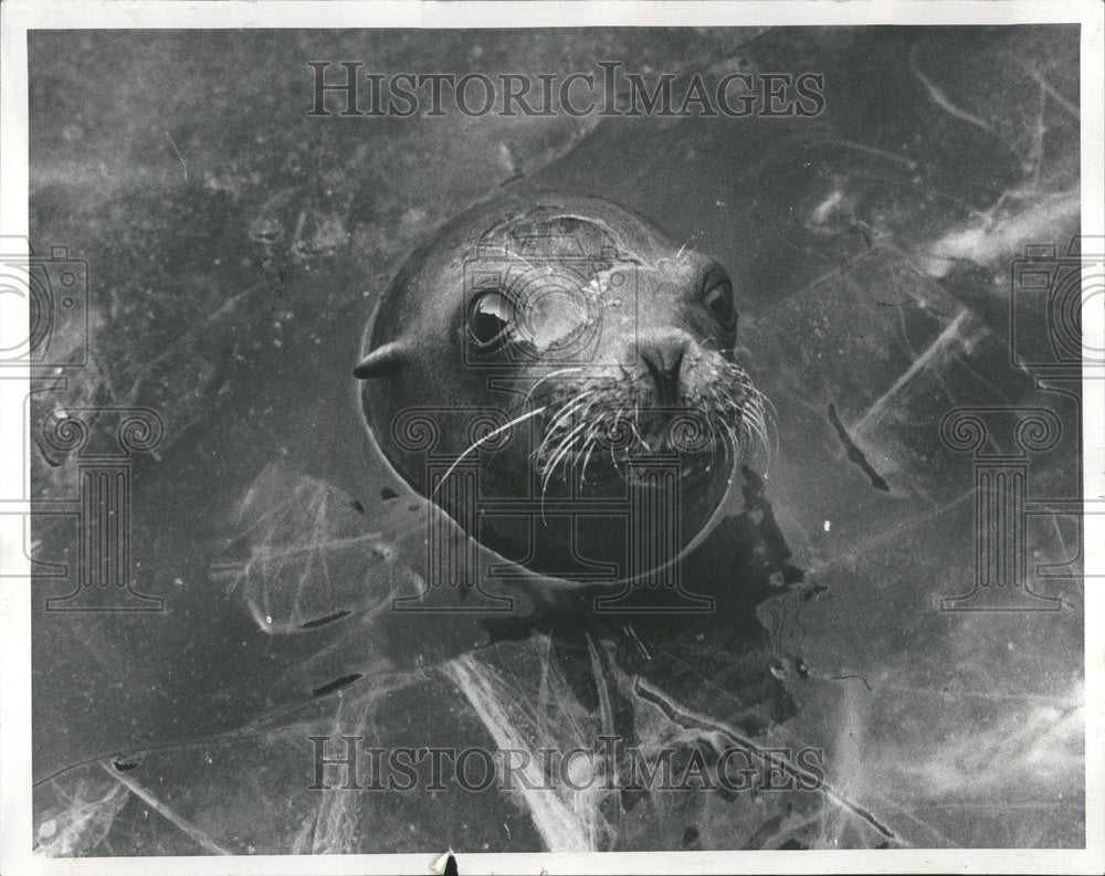 1972 Sea Lions Detroit Zoo - Historic Images