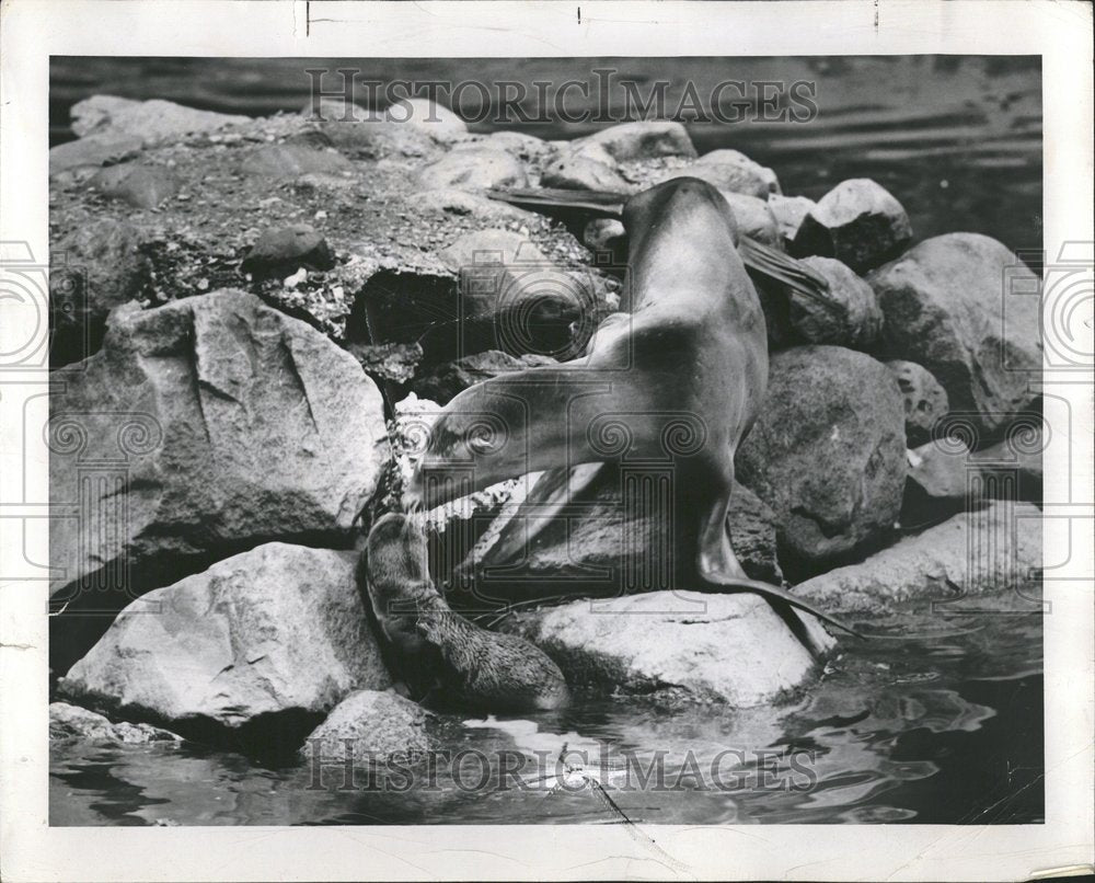 1945 Mother Sea Lion And Baby At Belle Isle - Historic Images