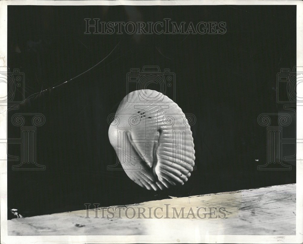 1942 Sea Shell Odd Design Collection - Historic Images