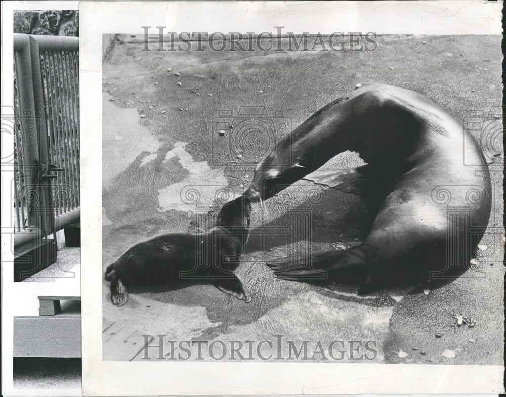 1979 Sea Lions - Historic Images