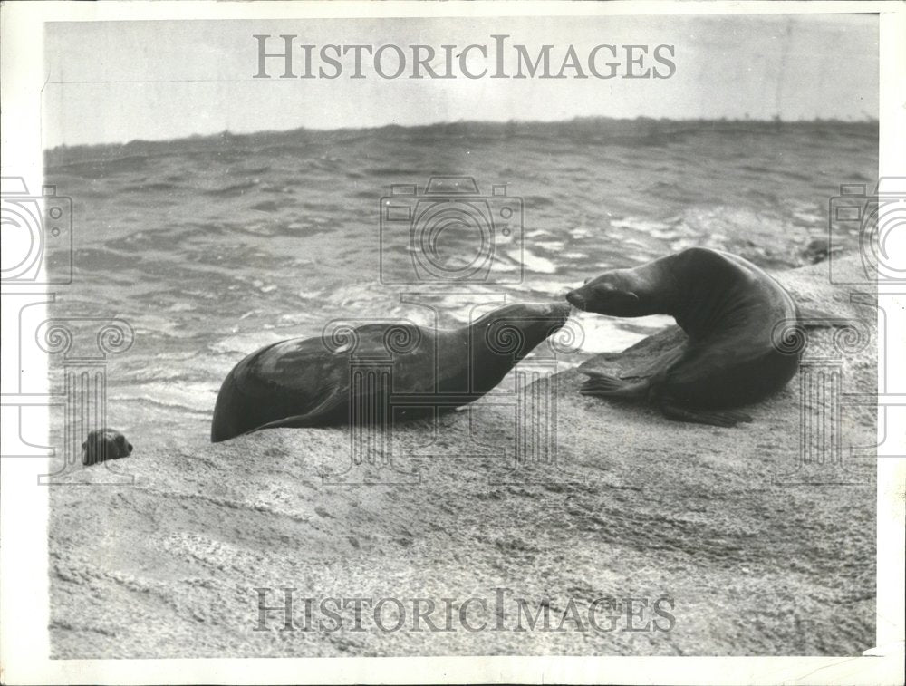 1936 Two Seal Kiss Sea Shore - Historic Images