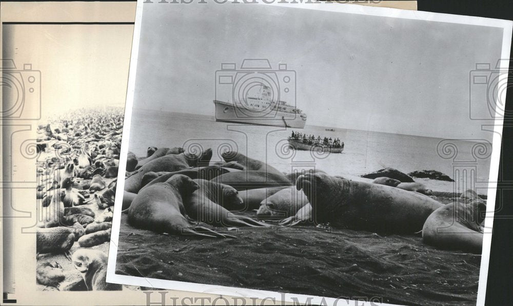 Newfoundland Seal Hunting Boat - Historic Images
