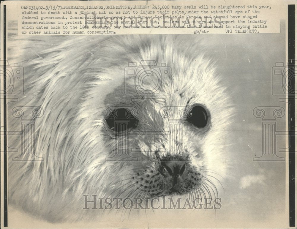1978 Seals Death Watchful Eyes - Historic Images
