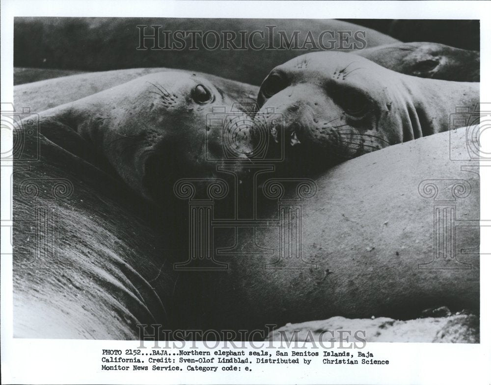 1983 Seals San Benitos Baja California - Historic Images