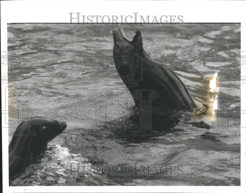 1987 Detroit Zoo seal exhibit - Historic Images