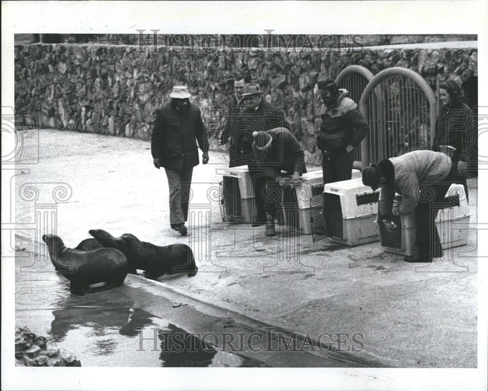 1978 Arriving Sea Lions Detroit Zoo - Historic Images