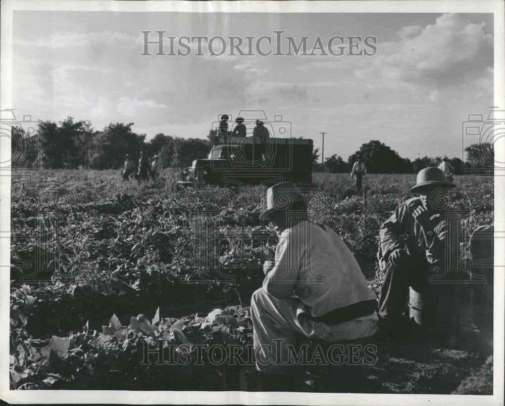 1949 Produce Pickers At Owosso, Michigan - Historic Images