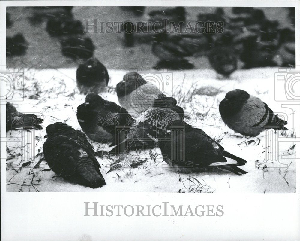 1976 Pigeons Bella Large Amount Snow - Historic Images