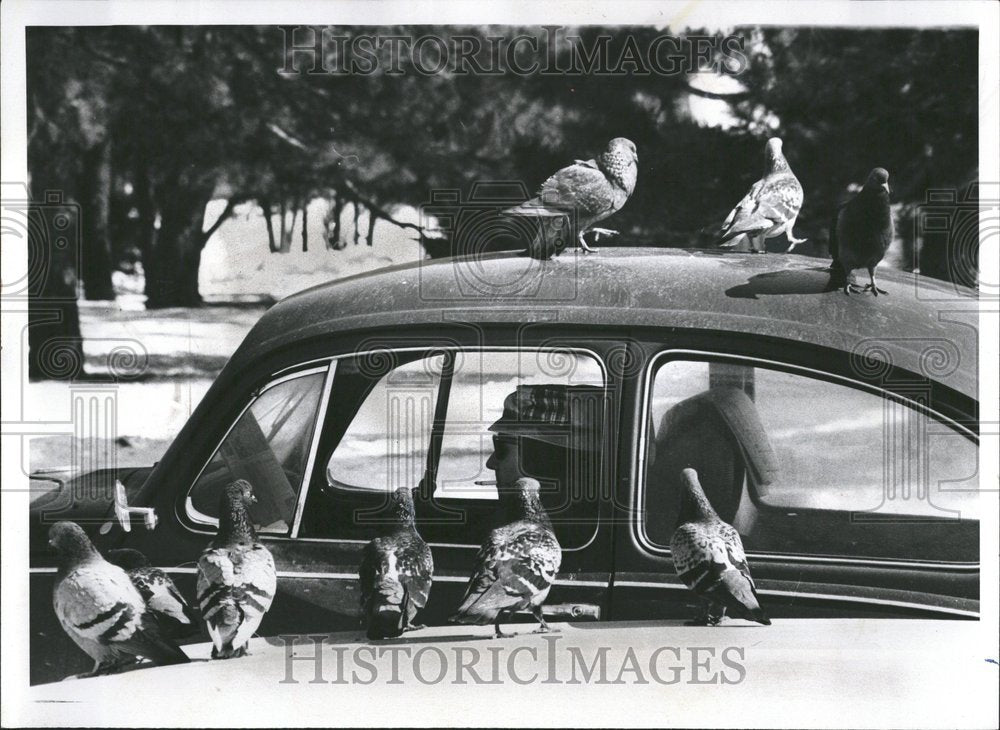 1973 Pigeons Covering Car Detroit Driver - Historic Images