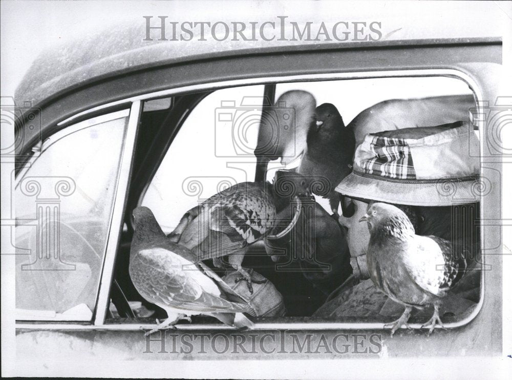 1973 Men Pigeons Detroit Car - Historic Images